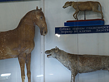 Чучелам животных Петра I сделали рентген перед реставрацией