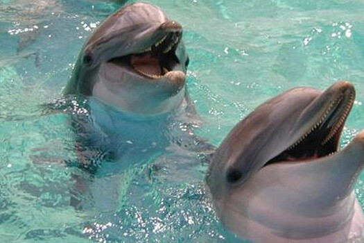 На Украине планируют начать авиаучет дельфинов в Черном море