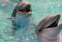 В России временно запретят вывоз китов и дельфинов