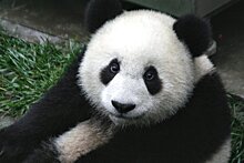 На видео попала панда, не бросившая собрата в беде
