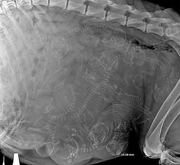 Рентген беременной собаки.