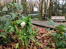 В Сочи недалеко от Черного моря расцвел уникальный зимовник