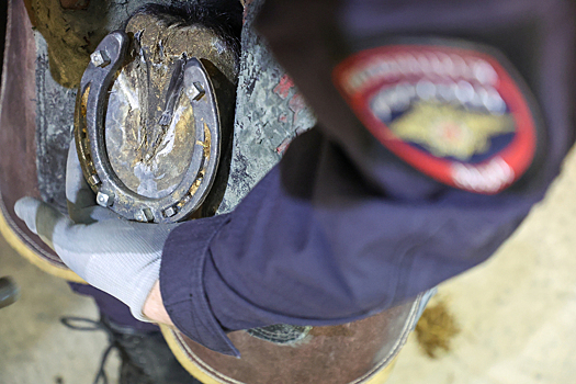 Десятки лошадей погибли из-за ДТП в Челябинской области