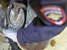 Десятки лошадей погибли из-за ДТП в Челябинской области