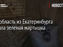 В Ленобласть из Екатеринбурга прибыла зеленая мартышка