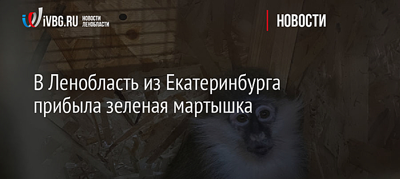 В Ленобласть из Екатеринбурга прибыла зеленая мартышка