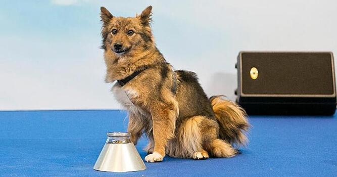 Шакал + лайка: в России вывели новую породу собак — шалайка