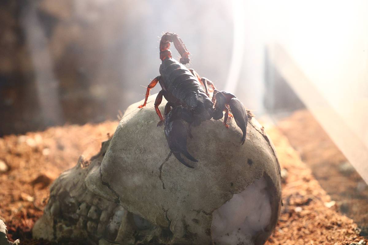 Москвичка убиралась в шкафу и была ужалена скорпионом