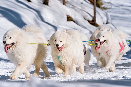 Спецпосланник Трампа отстранен от участия в гонке на упряжках в Гренландии