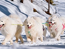 Спецпосланник Трампа отстранен от участия в гонке на упряжках в Гренландии