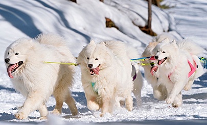 Спецпосланник Трампа отстранен от участия в гонке на упряжках в Гренландии