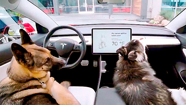 В электромобилях Tesla появился "режим собаки"