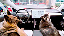 В электромобилях Tesla появился "режим собаки"