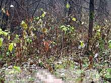 Baza: в парке Екатеринбурга нашли голую обезглавленную женщину