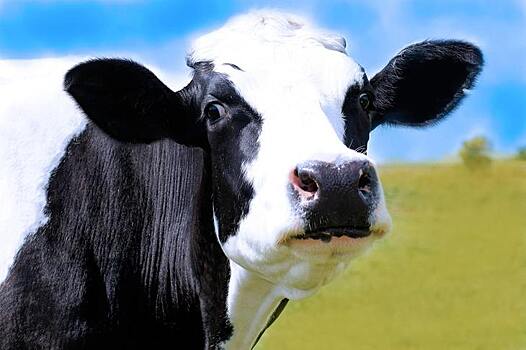 Можно ли улучшить экологичность коровьего следа за счет кормления бобовыми