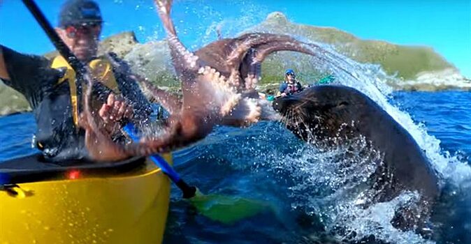 Неразгаданное: тюлень ударил туриста осьминогом