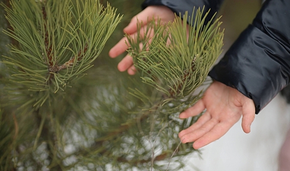 В Волгоградской области подготовили 9,5 тонны семян лесных растений