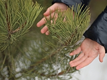 В Волгоградской области подготовили 9,5 тонны семян лесных растений