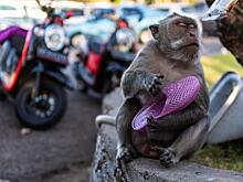 Пригожин о новой оспе в Петербурге: «Мы не знаем обезьянку, но знаем, кто с усами ее…»