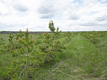 В Саратовской области не выявили факт незаконной рубки елок