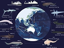 У обитателей Марианской впадины выявлены уникальные мутации