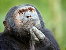 На видео сняли приматов, изучающих насекомых