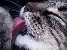 Раскрыт главный секрет шершавого языка у котов