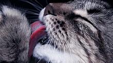 Раскрыт главный секрет шершавого языка у котов