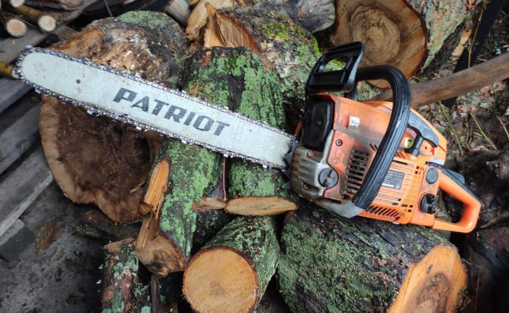 Деревья на улице Карла Маркса в Курске не собираются обрезать, их снесут