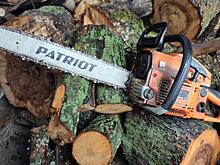 Деревья на улице Карла Маркса в Курске не собираются обрезать, их снесут