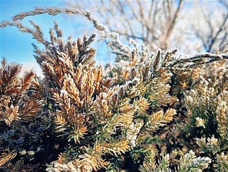 В Самарской области ожидаются заморозки до -2 градусов
