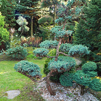 Как красиво сформировать сосну или ель: советы профессионала