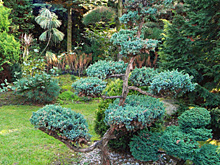 Как красиво сформировать сосну или ель: советы профессионала