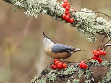 «Синицы тырят у неё семечки и орехи»: калининградский фотограф запечатлел птицу, которая делает запасы в коре деревьев
