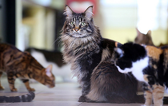 Животное замечательной полосатости. А был ли первый "официальный" кот Российской империи?