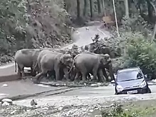 Стадо слонов расправилось с машинами туристов, чтобы перейти дорогу. Видео
