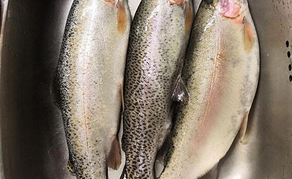 В Курскую область завезли 300 000 штук оплодотворенной икры форели из Польшы