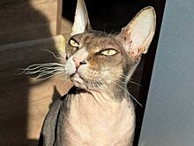 Усатый поджигатель: кот едва не спалил квартиру в Петербурге