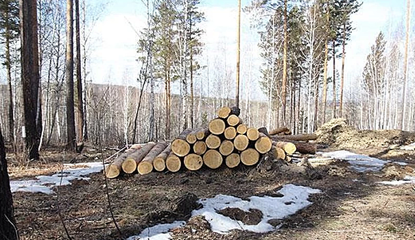 В Иркутской области возбудили дело о незаконных вырубках леса более чем на 33 млн рублей