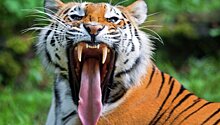 Специалисты из РФ помогут посчитать амурских тигров в КНДР