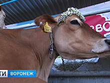 Воронежская компания выставила 4 породы коров на племенной выставке