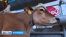 Воронежская компания выставила 4 породы коров на племенной выставке