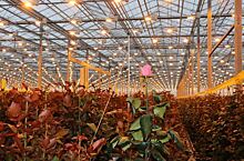 Сибирь засыпет розами: 7 миллионов в год будет поставлять ТК «Новосибирский»