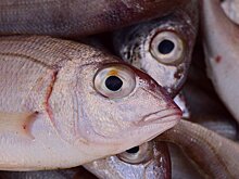 Китай резко сократил закупки российской рыбы из-за COVID-19