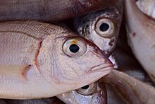 Китай резко сократил закупки российской рыбы из-за COVID-19