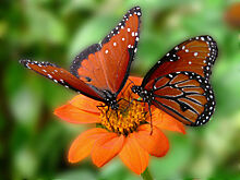 На "Царской пасеке" проведут День Бабочки