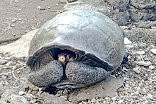 В Южной Америке нашли останки вымершей черепахи размером с автомобиль