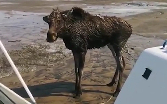 Оторвавшаяся льдина унесла лосенка в Обское море