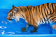 Два челябинских тигра будут жить в приюте под Хабаровском