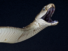 Синтезирован препарат, спасающий при укусе черной мамбы и королевской кобры